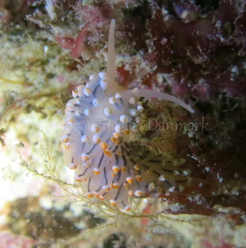 Foto: Emil Vesterager ....... Eubranchus tricolore --- www.nudibranchia.dk