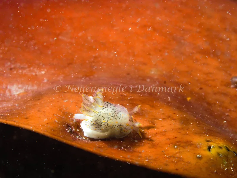 Polycera norvegica - Løkken - Foto: Michael Christensen