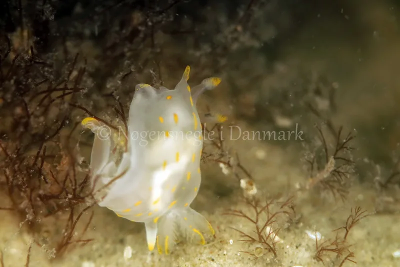 Polycera quadrilineata - Vrag ved Løkken - Foto: Ib Sørensen