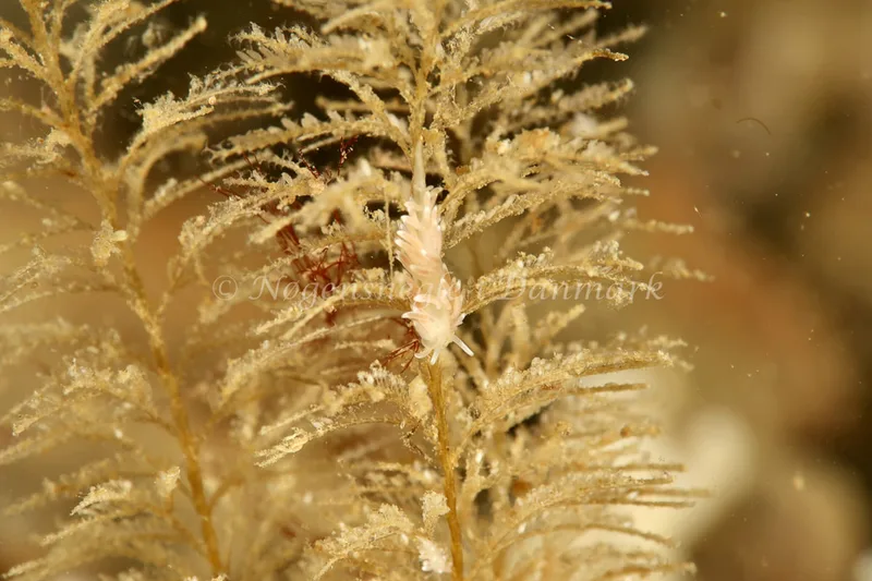 Cuthonella concinna - Ammoniakhavnen - Foto: Søren Skov Nielsen