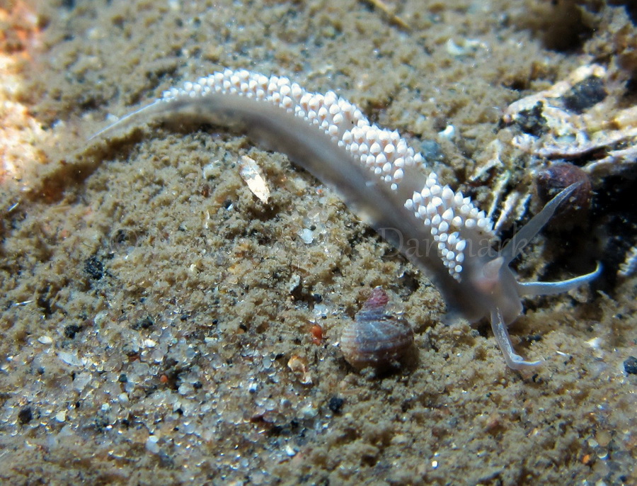 Foto: Claus Neupart ....... Flabellina verrucosa - www.nudibranchia.dk - Nøgensnegle i Danmark
