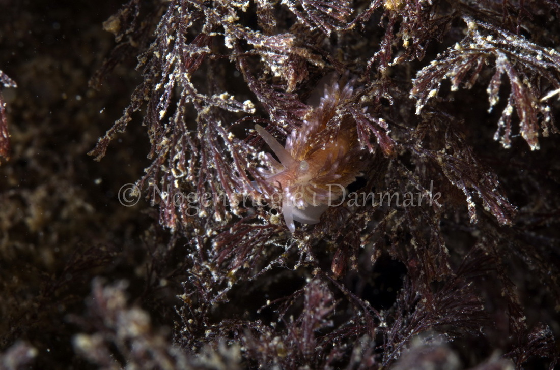 Foto: Jørn Ari ....... Aeolidia papillosa -- www.nudibranchia.dk