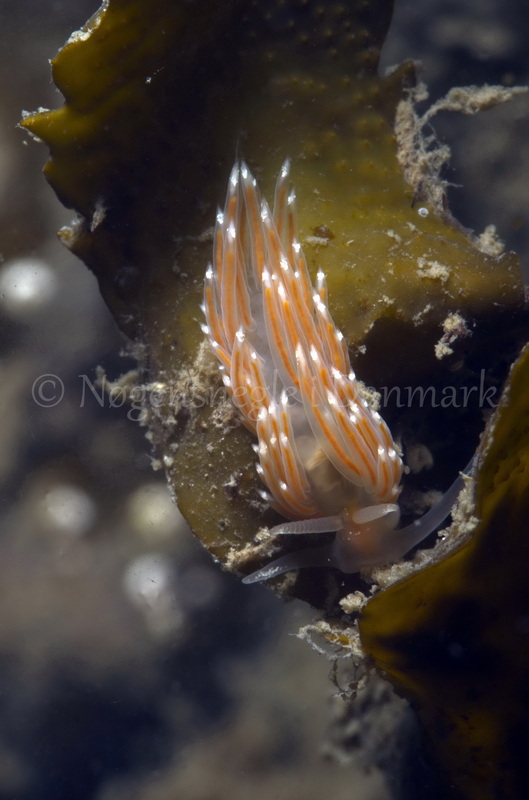 Foto: Jørn Ari....... Facelina bostoniensis -- www.nudibranchia.dk
