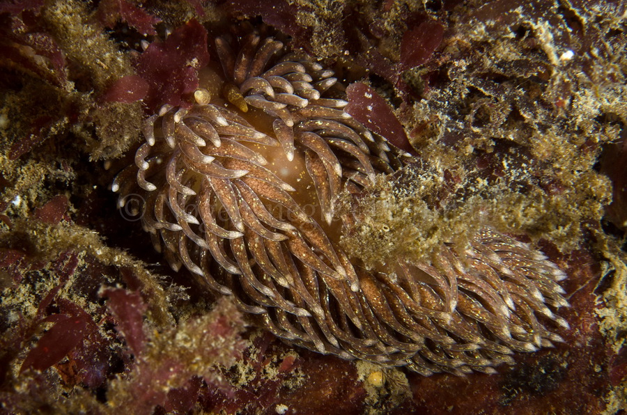 Foto: Jørn Ari ....... Aeolidia papillosa - www.nudibranchia.dk - Nøgensnegle i Danmark