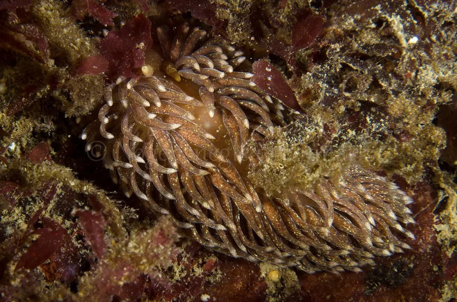 Foto: Jørn Ari ....... Aeolidia papillosa - www.nudibranchia.dk - Nøgensnegle i Danmark