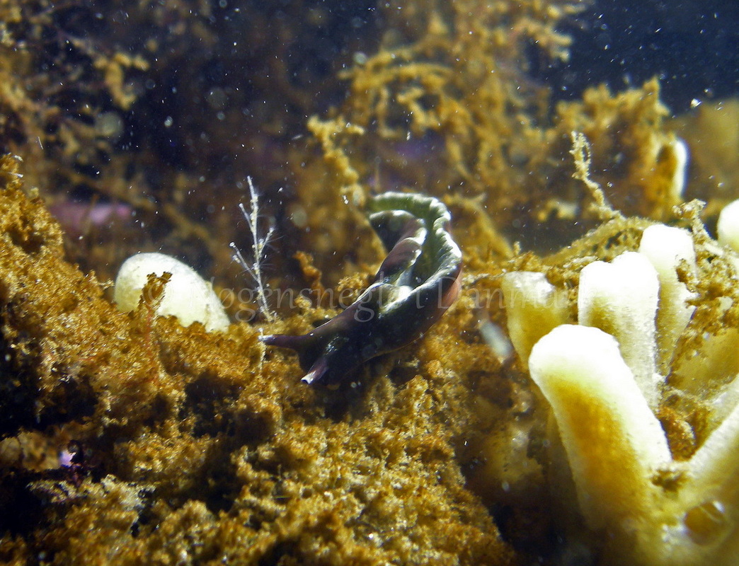 Foto: Ole Dreyer ....... Elysia viridis -- www.nudibranchia.dk