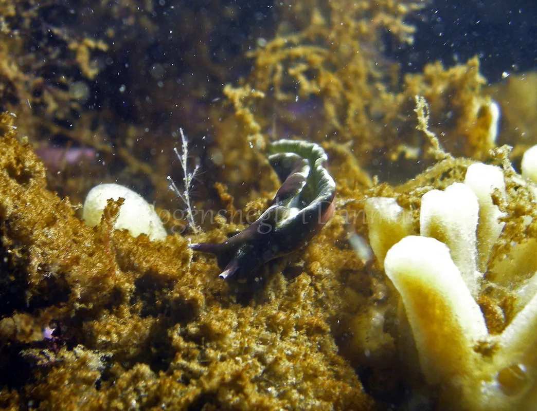 Foto: Ole Dreyer ....... Elysia viridis -- www.nudibranchia.dk