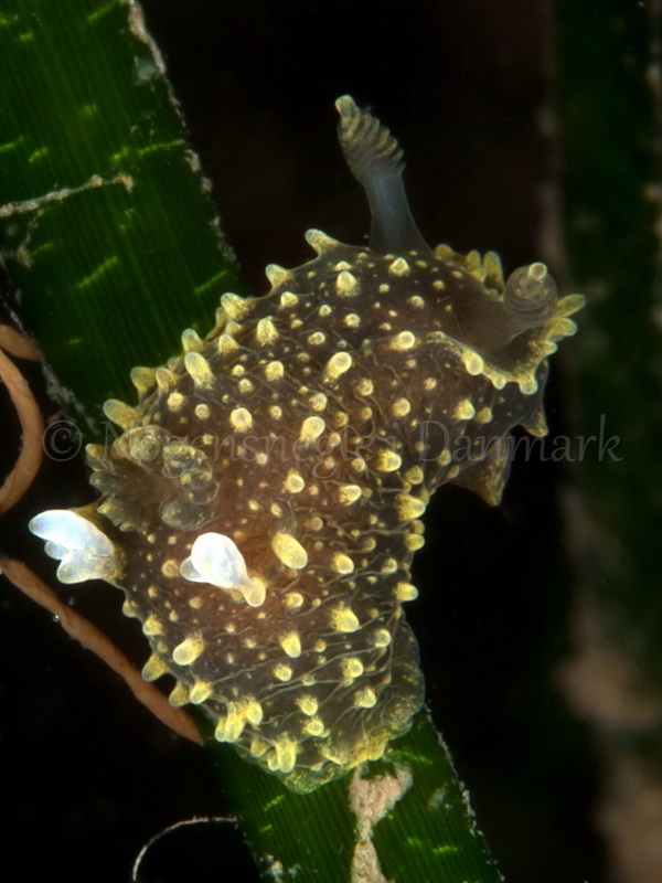Foto: Jørn Ari ....... Palio dubia - www.nudibranchia.dk - Nøgensnegle i Danmark