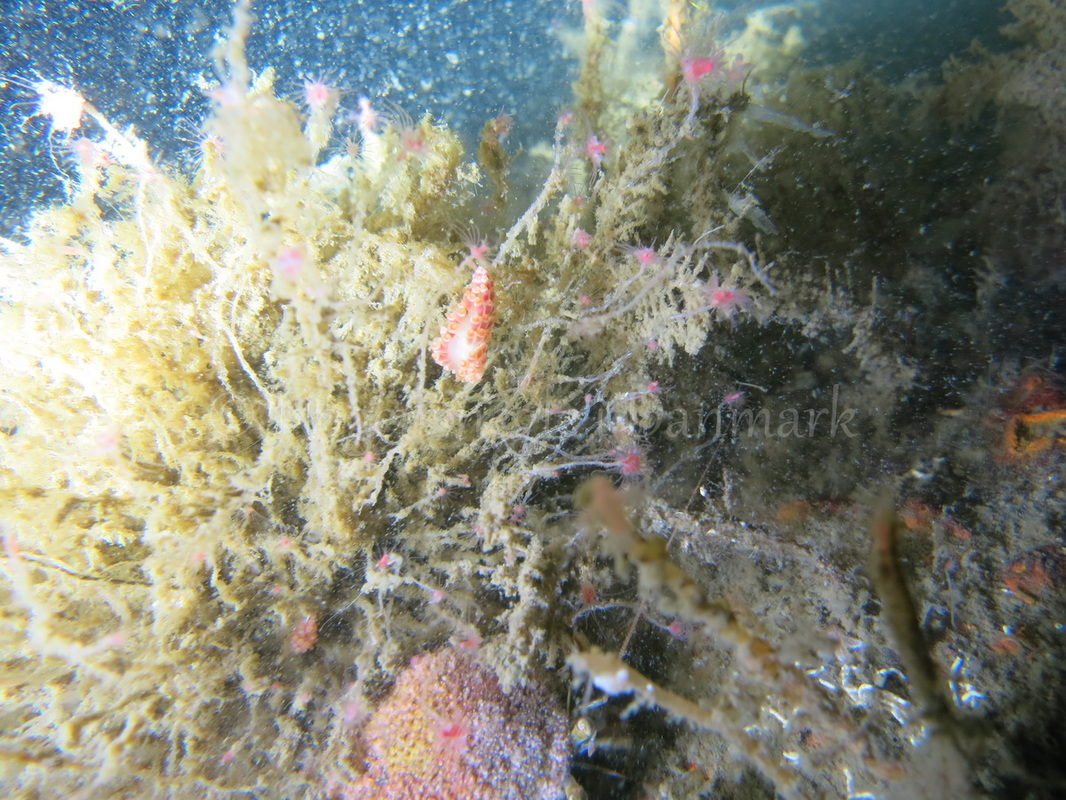 Foto: Emil Vesterager ....... Cuthona gymnota --- www.nudibranchia.dk