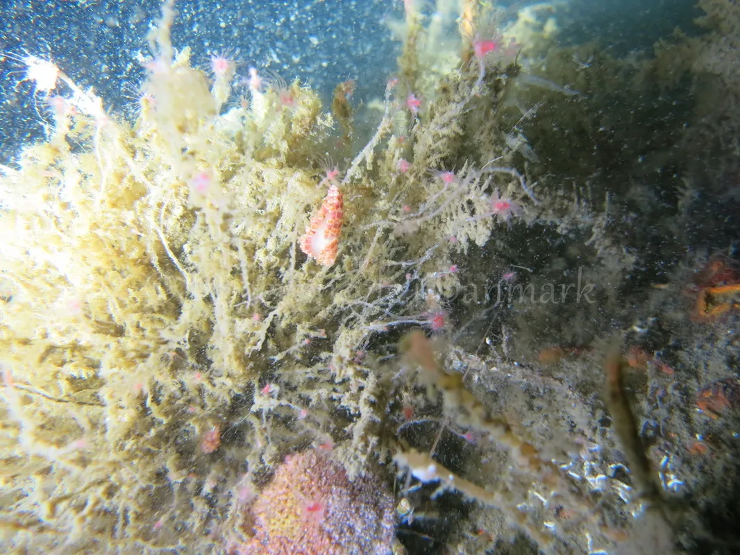 Foto: Emil Vesterager ....... Cuthona gymnota --- www.nudibranchia.dk