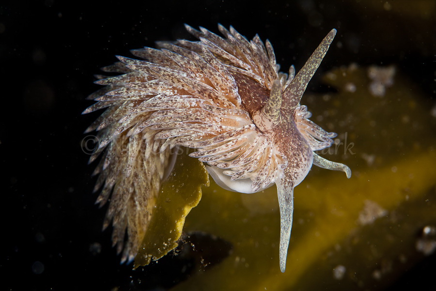 Foto: Mikkel Noe-Nygaard ....... Aeolidia papillosa - www.nudibranchia.dk - Nøgensnegle i Danmark