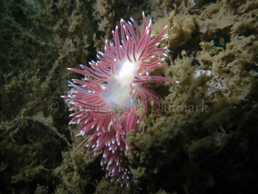Foto: Claus Neupart ....... Flabellina pellucida  -www.nudibranchia.dk - Nøgensnegle i Danmark