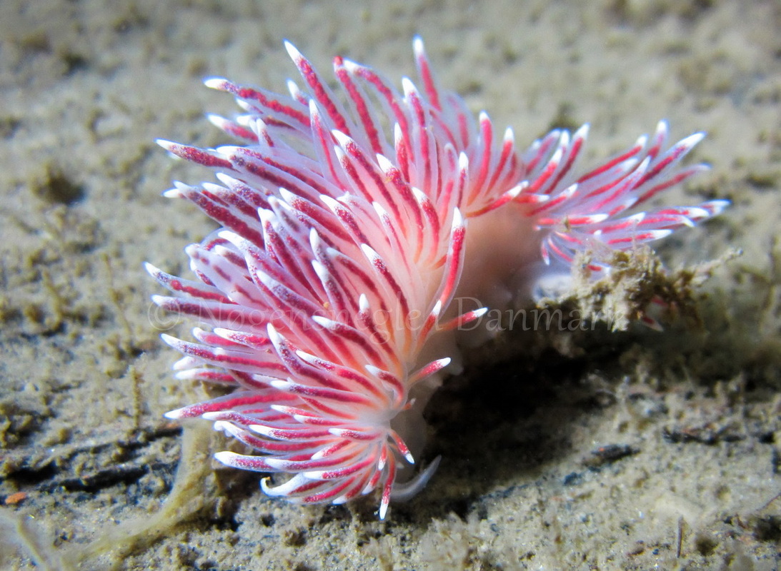 Foto: Claus Neupart ....... Flabellina pellucida  -www.nudibranchia.dk - Nøgensnegle i Danmark
