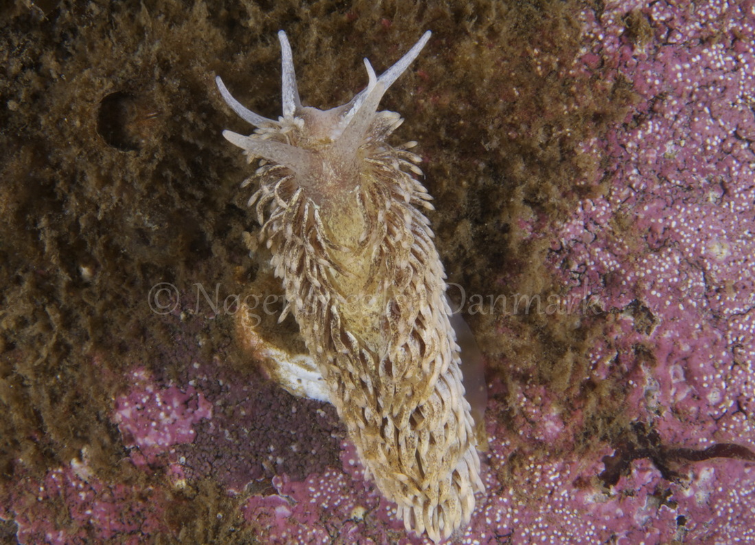 Foto: Henrik Adelborg....... Aeolidia papillosa -- www.nudibranchia.dk --