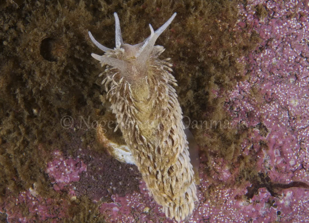 Foto: Henrik Adelborg....... Aeolidia papillosa -- www.nudibranchia.dk --