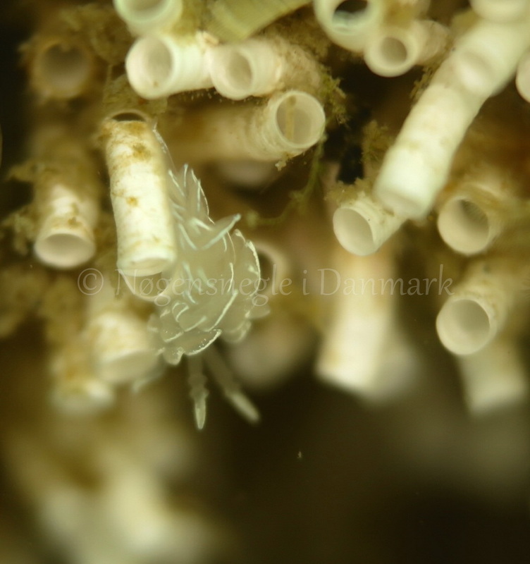Foto: Ib Sørensen ....... Favorinus blianus -- www.nudibranchia.dk