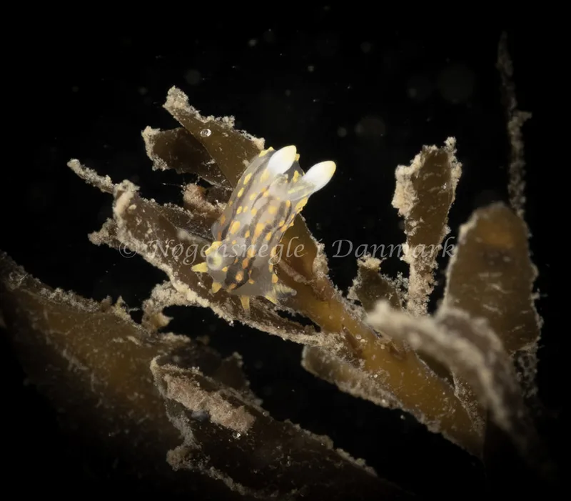 Polycera quadrilineata - Ammoniakhavnen - Foto: Søren Skov Nielsen