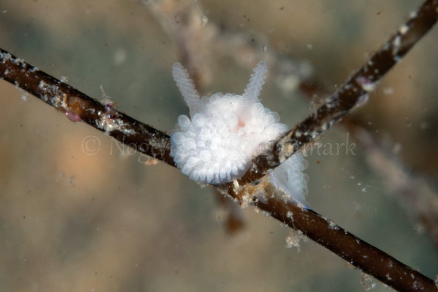 Foto: Poul Erik Rasmussen ....... Onchidoris muricata - www.nudibranchia.dk - Nøgensnegle i Danmark