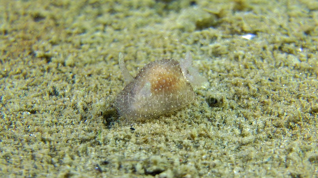 Foto: Thomas Blume ....... Acanthodoris pilosa -- www.nudibranchia.dk