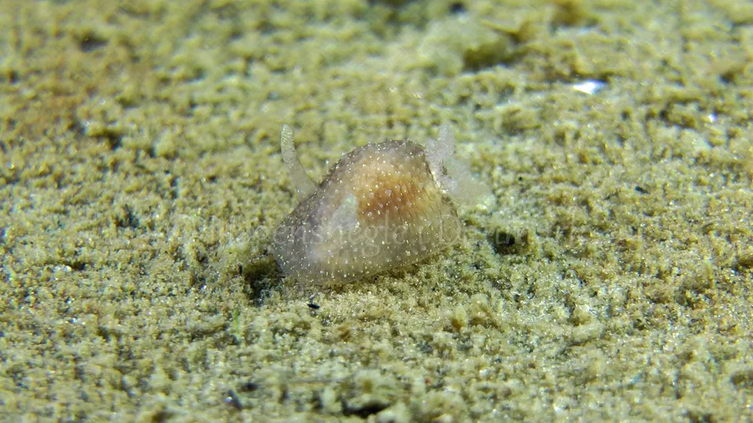 Foto: Thomas Blume ....... Acanthodoris pilosa -- www.nudibranchia.dk
