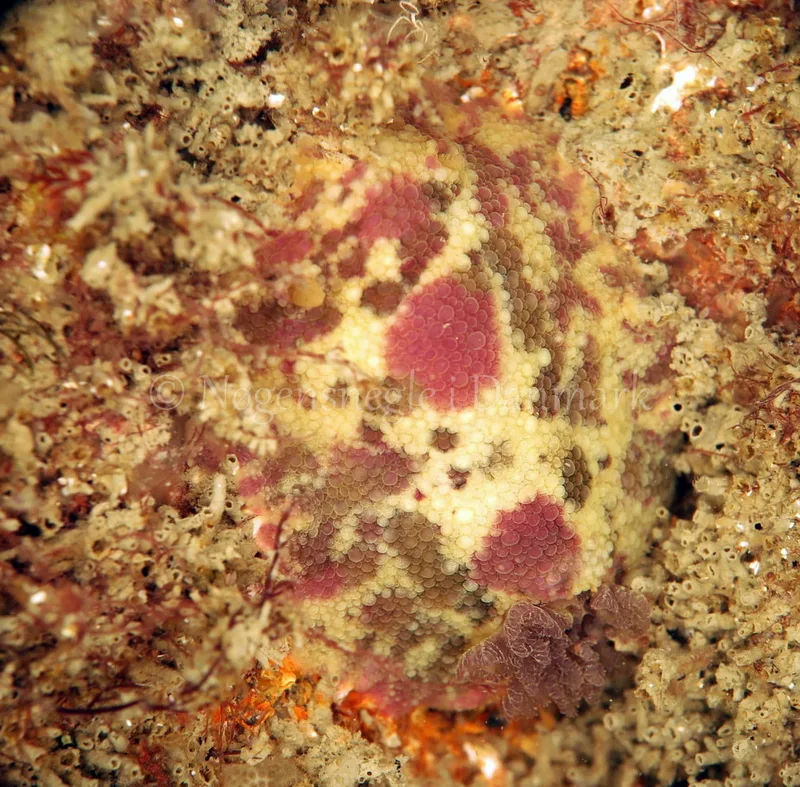 Doris pseudoargus - Anton (Vrag) - Foto: Ib Sørensen