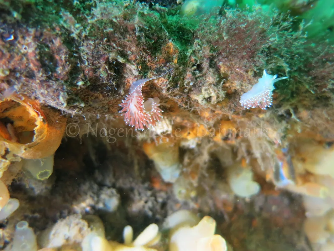 Foto: Emil Vesterager ....... Flabellina verrucosa -- www.nudibranchia.dk