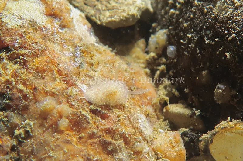 Acanthodoris pilosa - Lyngsbo Strand - Foto: AnneKatrine Frederiksen