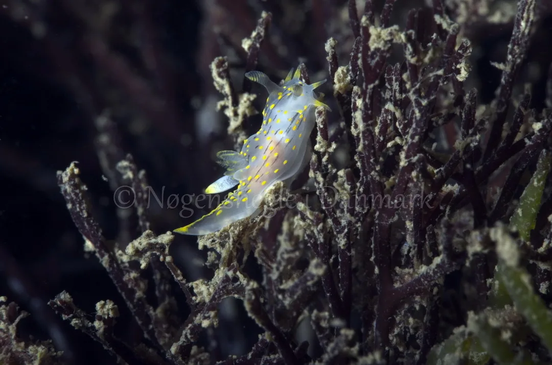 Foto: Jørn Ari....... Polycera quadrilineata -- www.nudibranchia.dk