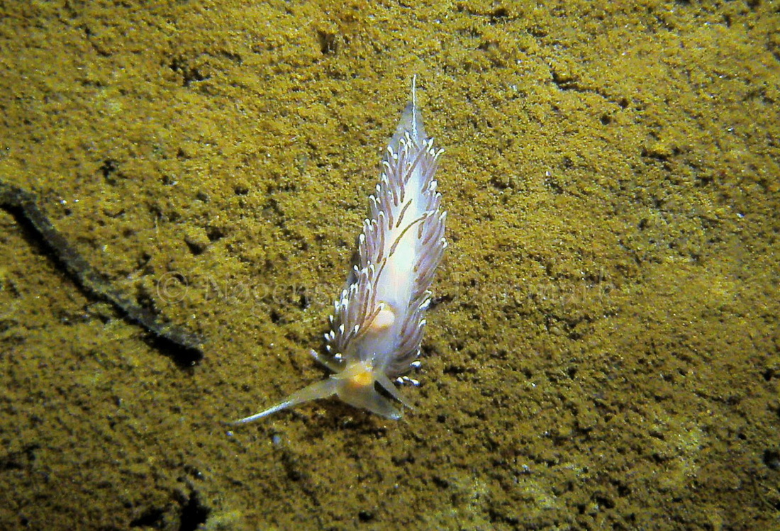 Foto: Jens Egon Jørgensen ....... Facelina bostoniensis -- www.nudibranchia.dk
