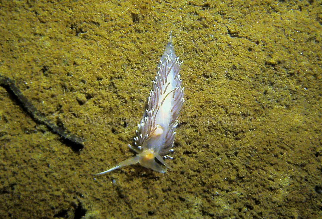 Foto: Jens Egon Jørgensen ....... Facelina bostoniensis -- www.nudibranchia.dk