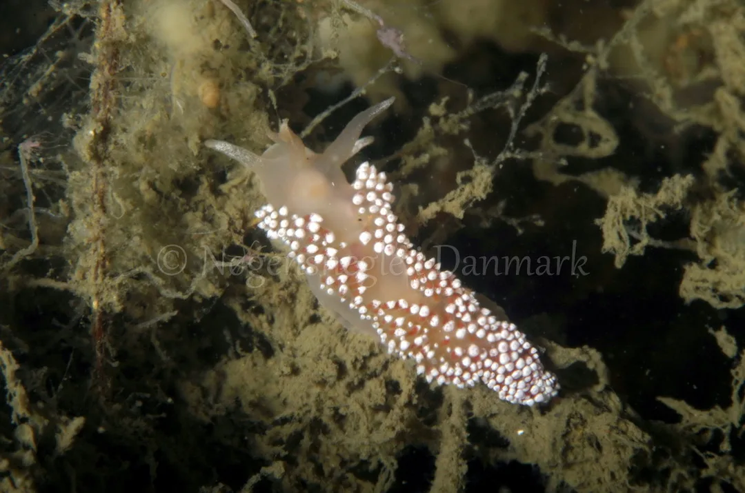 Foto: Jørn Ari ....... Flabellina verrucosa -- www.nudibranchia.dk