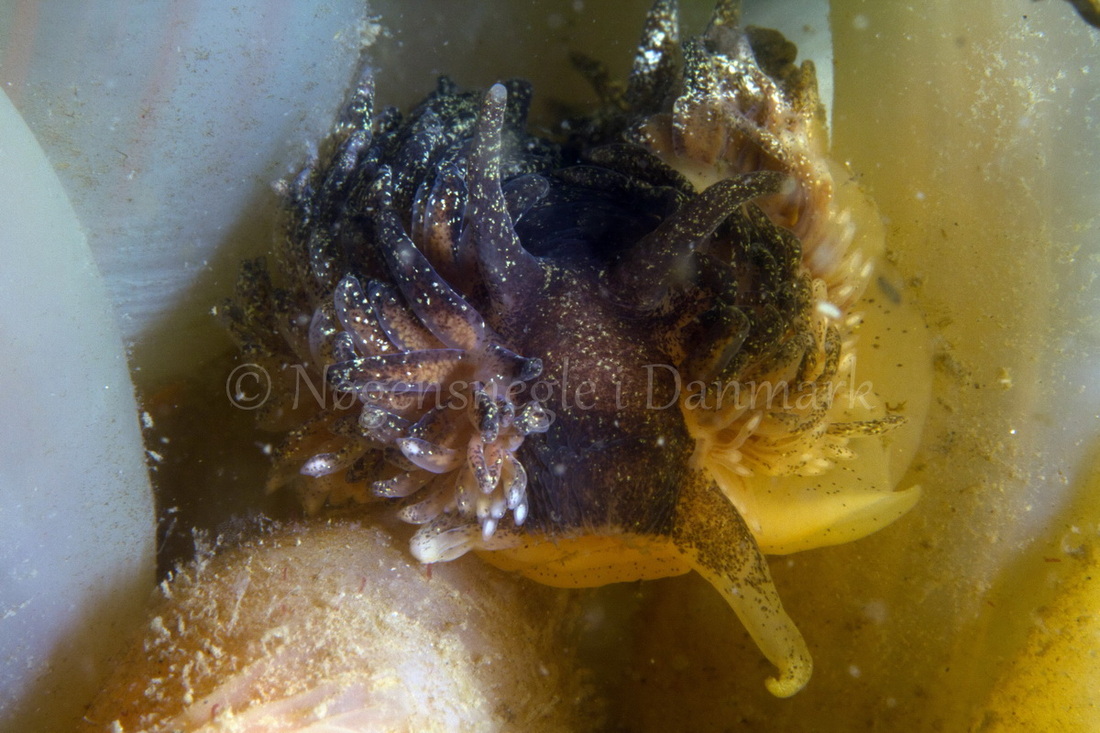 Foto: Poul Erik Rasmussen ....... Aeolidia papillosa -- www.nudibranchia.dk