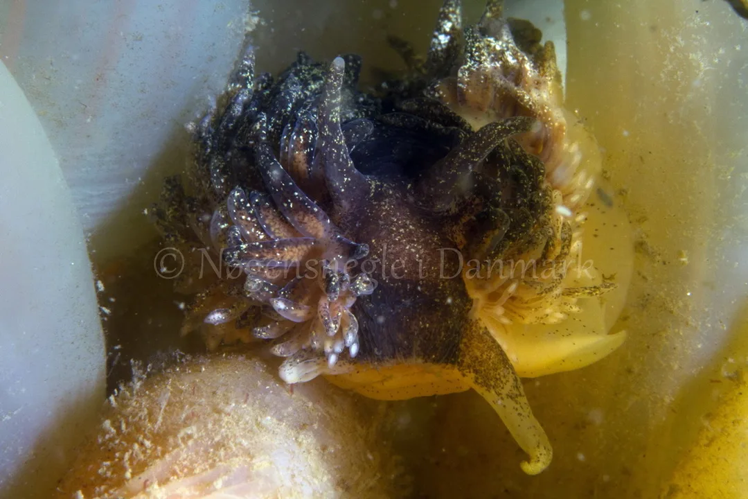 Foto: Poul Erik Rasmussen ....... Aeolidia papillosa -- www.nudibranchia.dk