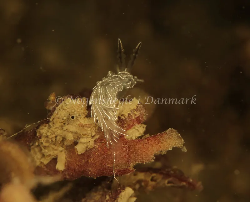 Favorinus blianus - Stenrev ved Løkken - Foto: Ib Sørensen