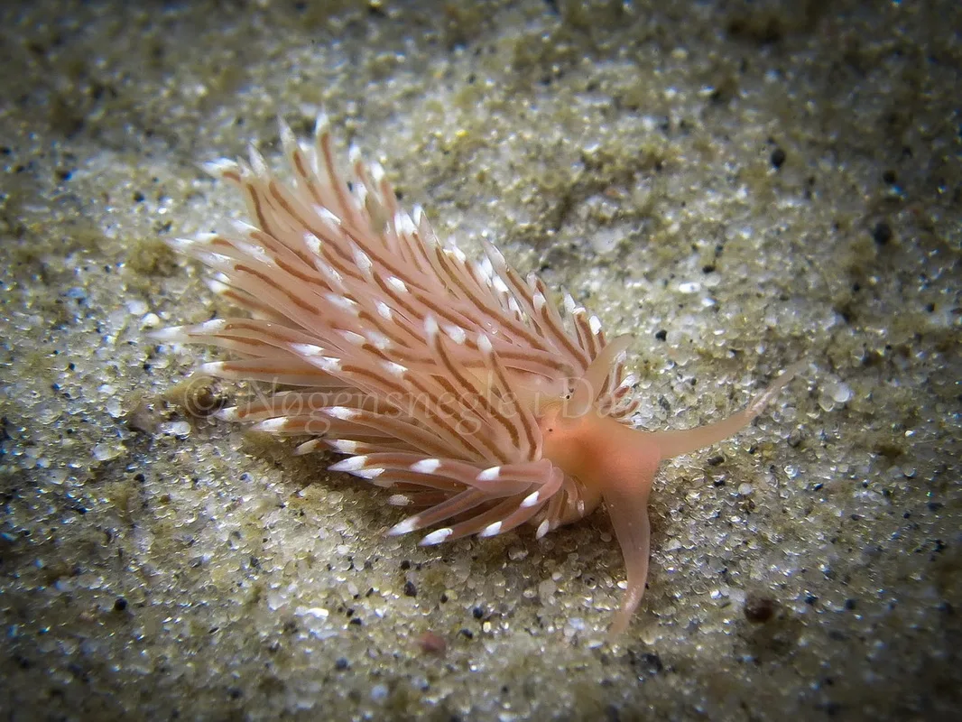 Foto: Claus Neupart....... Facelina bostoniensis -- www.nudibranchia.dk