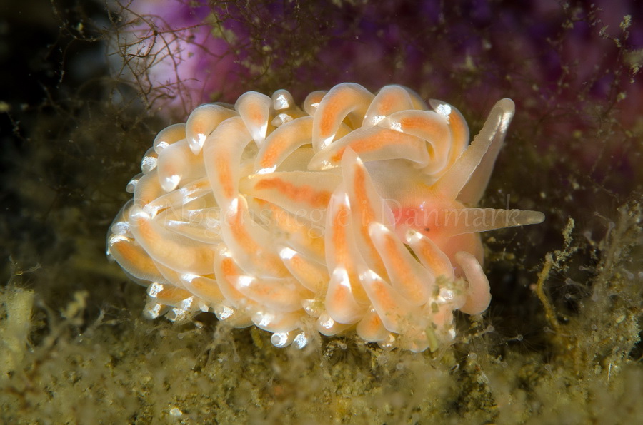 Foto: Jørn Ari ....... Facelina bostoniensis - www.nudibranchia.dk - Nøgensnegle i Danmark
