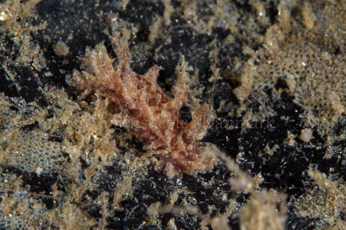 Foto: Poul Erik Rasmussen ....... Dendronotus frondosus -- www.nudibranchia.dk