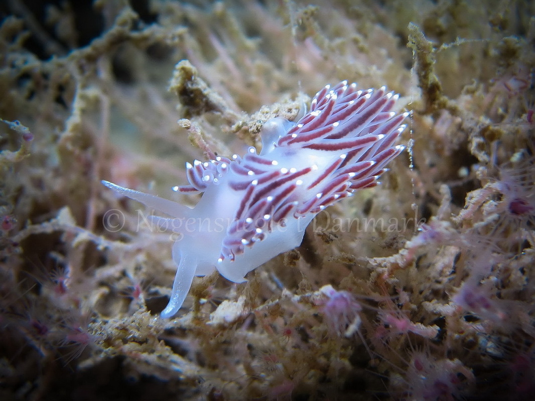 Foto: Claus Neupart....... Cuthona concinna -- www.nudibranchia.dk