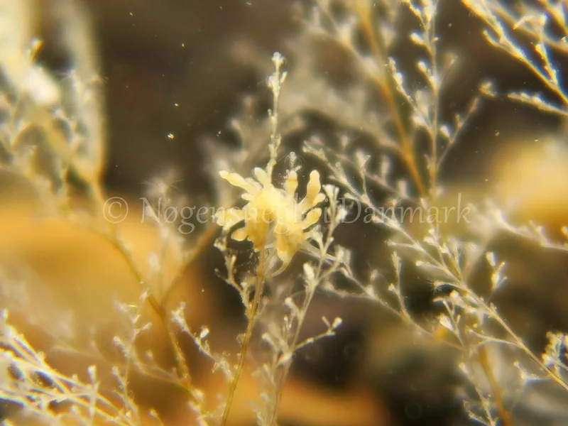 Eubranchus rupium - Søbadet Stenrev, Lillebælt - Foto: HP Ølgaard