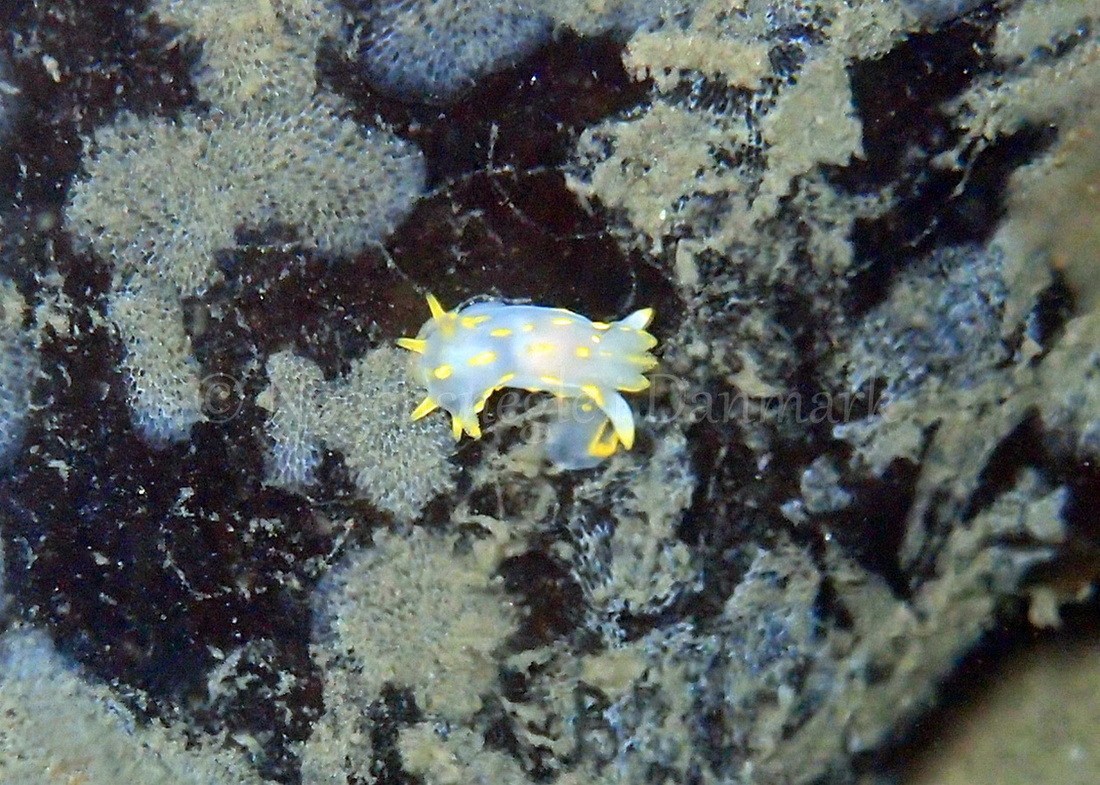 Foto: Thomas Blume ....... Polycera quadrilineata - www.nudibranchia.dk - Nøgensnegle i Danmark