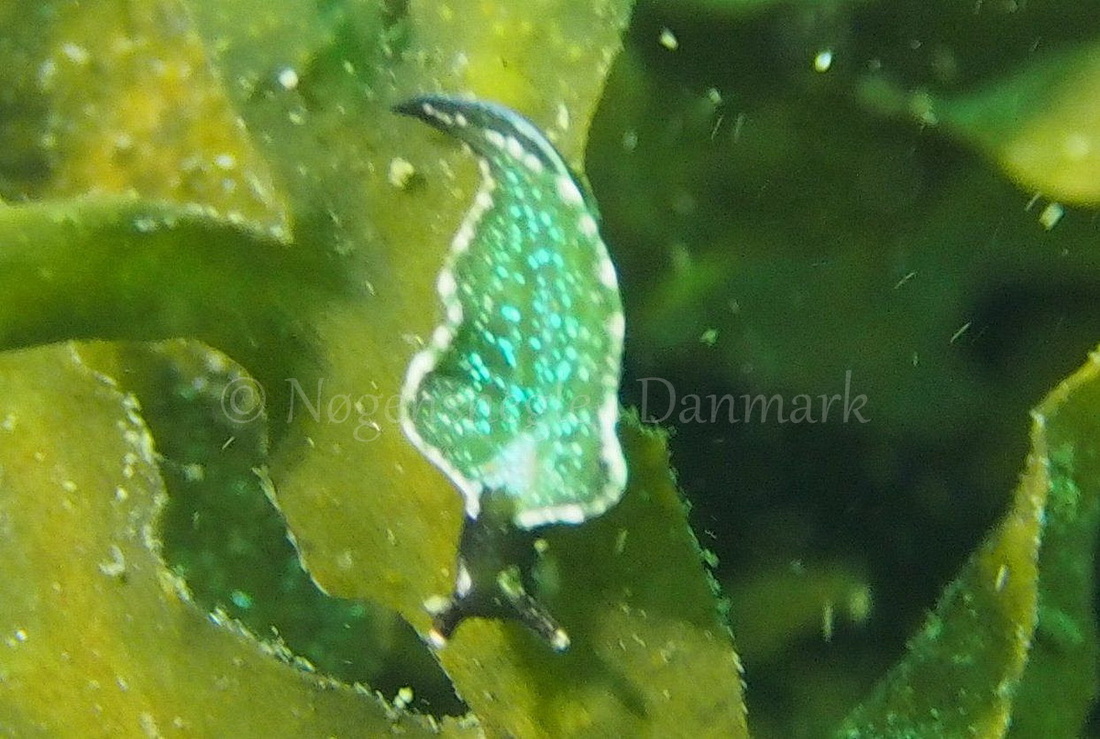 Foto: Jens Egon Jørgensen....... Elysia viridis -- www.nudibranchia.dk --