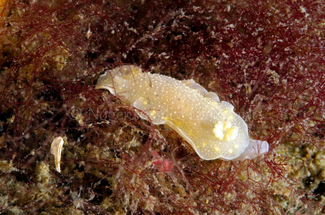 Foto: Jørn Ari ....... Cadlina laevis -- www.nudibranchia.dk