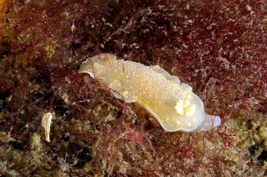 Foto: Jørn Ari ....... Cadlina laevis -- www.nudibranchia.dk