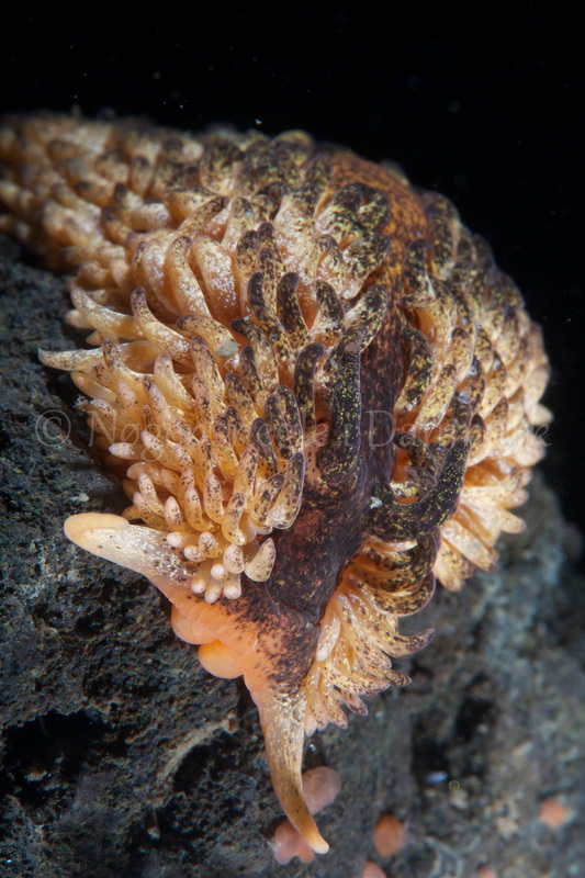 Foto: Steffen Schmitt ....... Aeolidia papillosa -- www.nudibranchia.dk