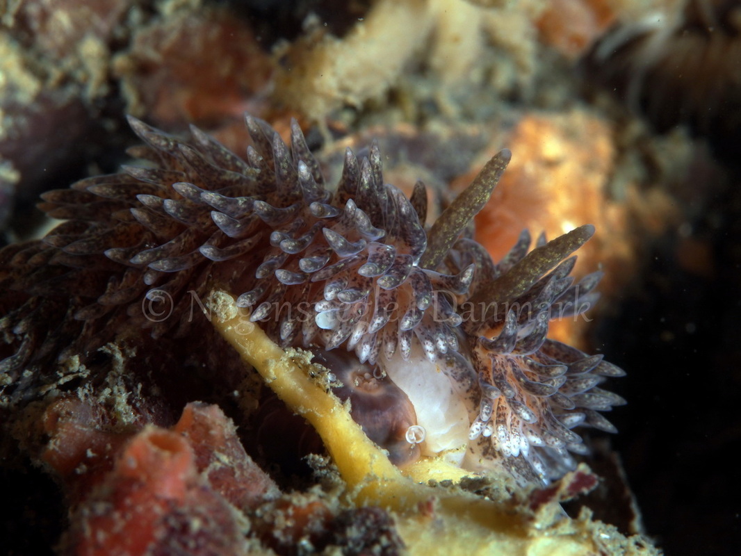Foto: Peter R. Hansen ....... Aeolidia papillosa -- www.nudibranchia.dk
