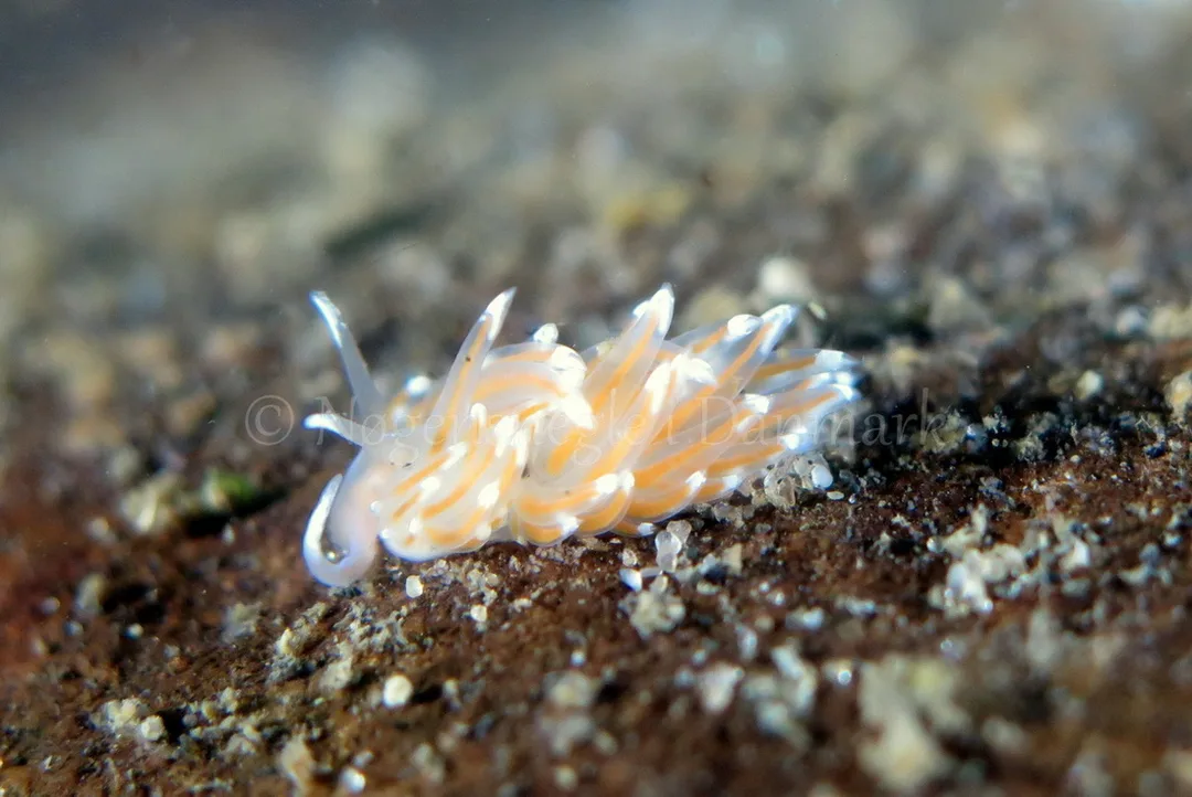 Foto: Dan Holm ....... Facelina cf bostoniensis -- www.nudibranchia.dk