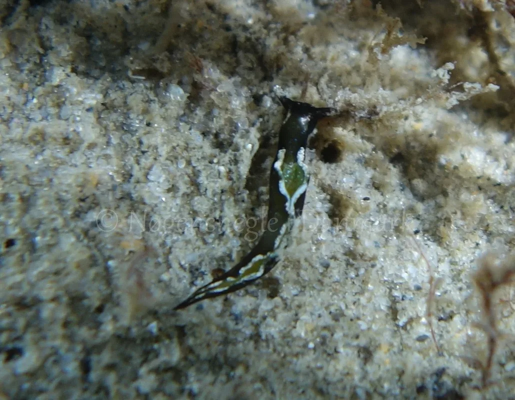 Foto: Mogens Poulsen....... Elysia viridis -- www.nudibranchia.dk
