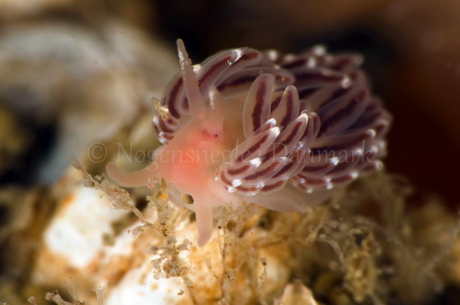 Foto: Jørn Ari ....... Facelina bostoniensis - www.nudibranchia.dk - Nøgensnegle i Danmark