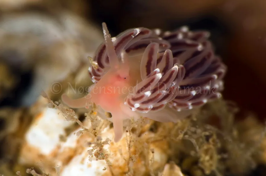 Foto: Jørn Ari ....... Facelina bostoniensis - www.nudibranchia.dk - Nøgensnegle i Danmark