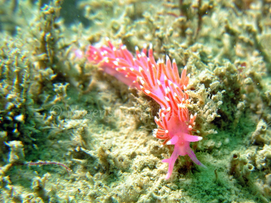 Foto: Ib Sørensen ....... Flabellina pedata -www.nudibranchia.dk - Nøgensnegle i Danmark